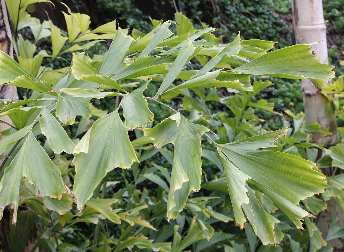 Image of Caryota mitis specimen.