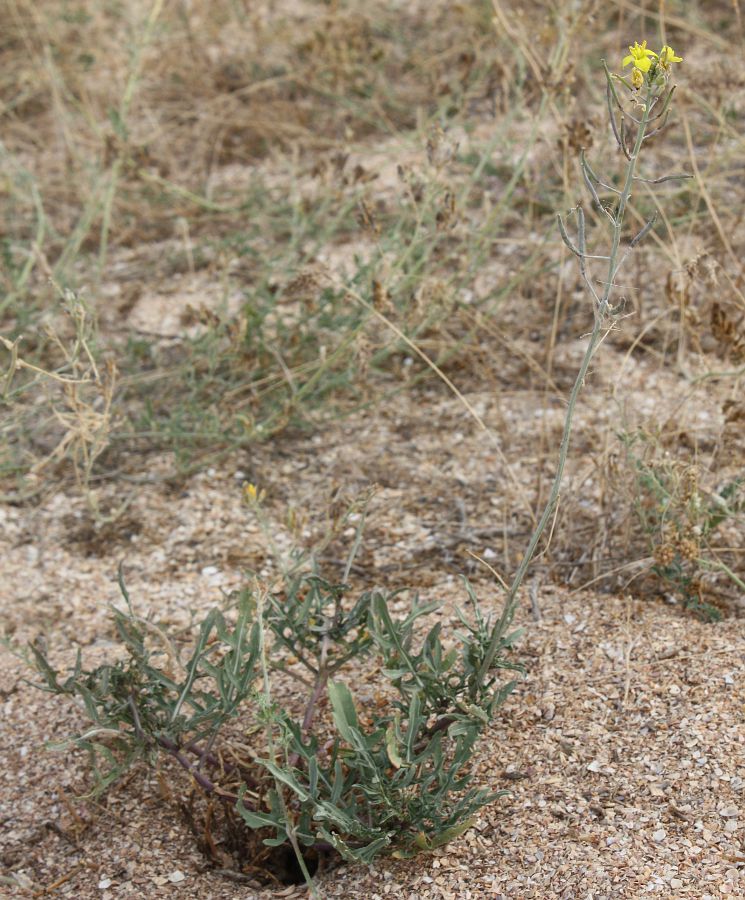 Image of Diplotaxis tenuifolia specimen.