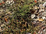 Ephedra distachya