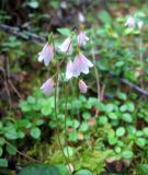 Linnaea borealis. Соцветия. Забайкалье, хребет Кодар. 29.07.2007.