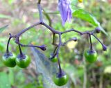 Solanum dulcamara. Соплодие с незрелыми плодами. Татарстан, г. Казань, обсохшая отмель Куйбышевского вдхр. 11.07.2011.