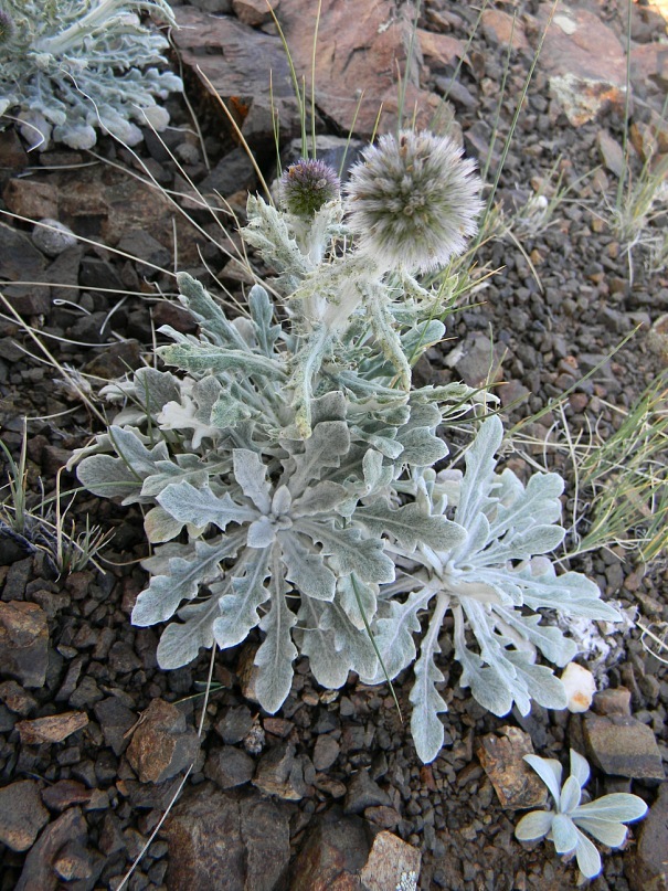 Изображение особи Echinops humilis.
