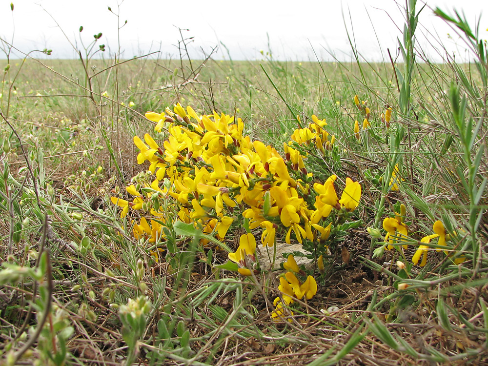 Изображение особи Genista depressa.