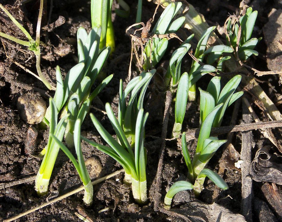 Изображение особи Galanthus angustifolius.