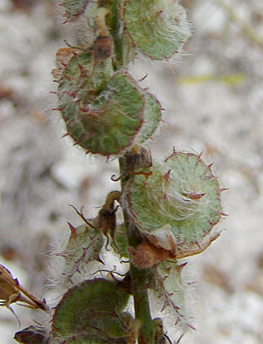 Image of Onobrychis bobrovii specimen.