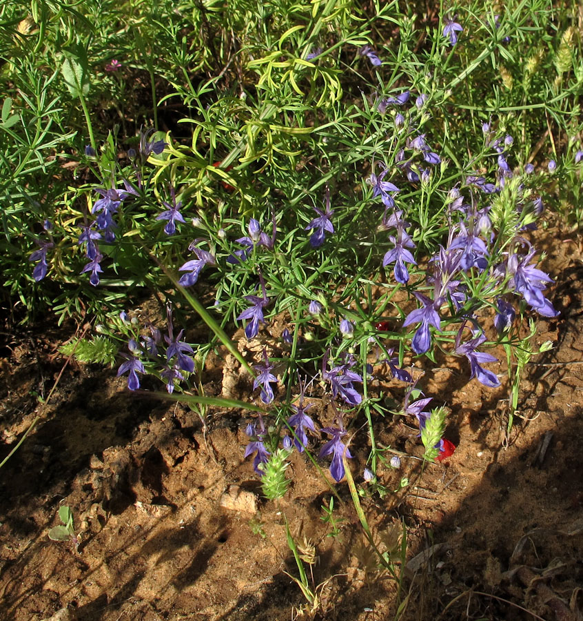 Image of Teucrium procerum specimen.
