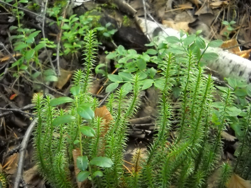 Image of Lycopodium annotinum specimen.