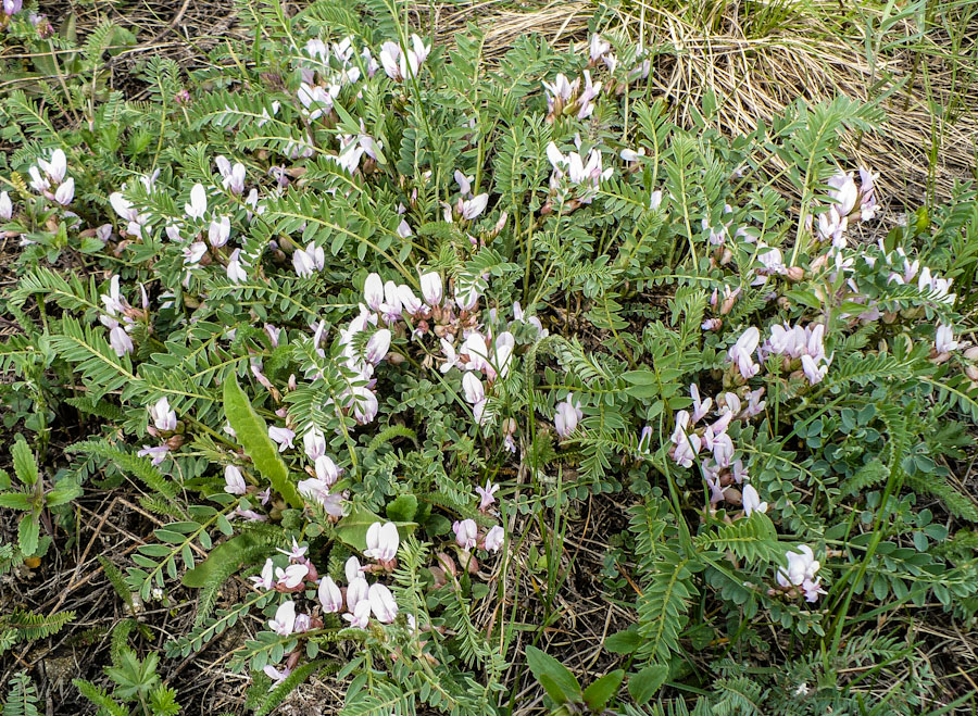 Изображение особи Astragalus megalanthus.