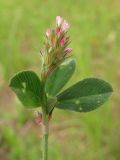 Trifolium squamosum