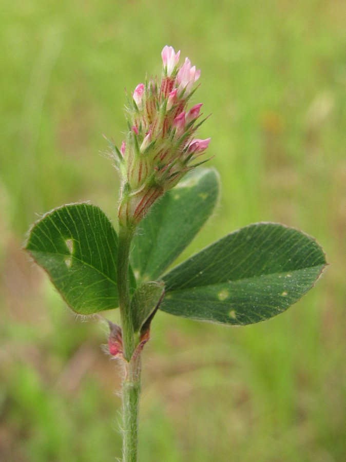 Image of Trifolium squamosum specimen.