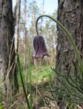 Pulsatilla pratensis. Верхушка побега с цветком Украина, г. Киев, заказник \"Лесники\", сосновый лес. 27 апреля 2012 г.