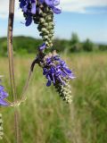 Salvia nutans