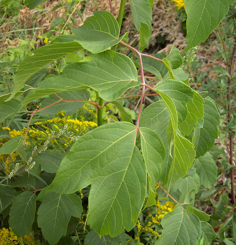 Image of Acer negundo specimen.