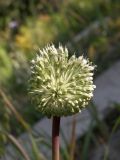 Allium affine