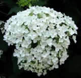 Hydrangea arborescens. Соцветие. Австрия, Вена, Дворцовый парк Бурггартен. 17.06.2012.