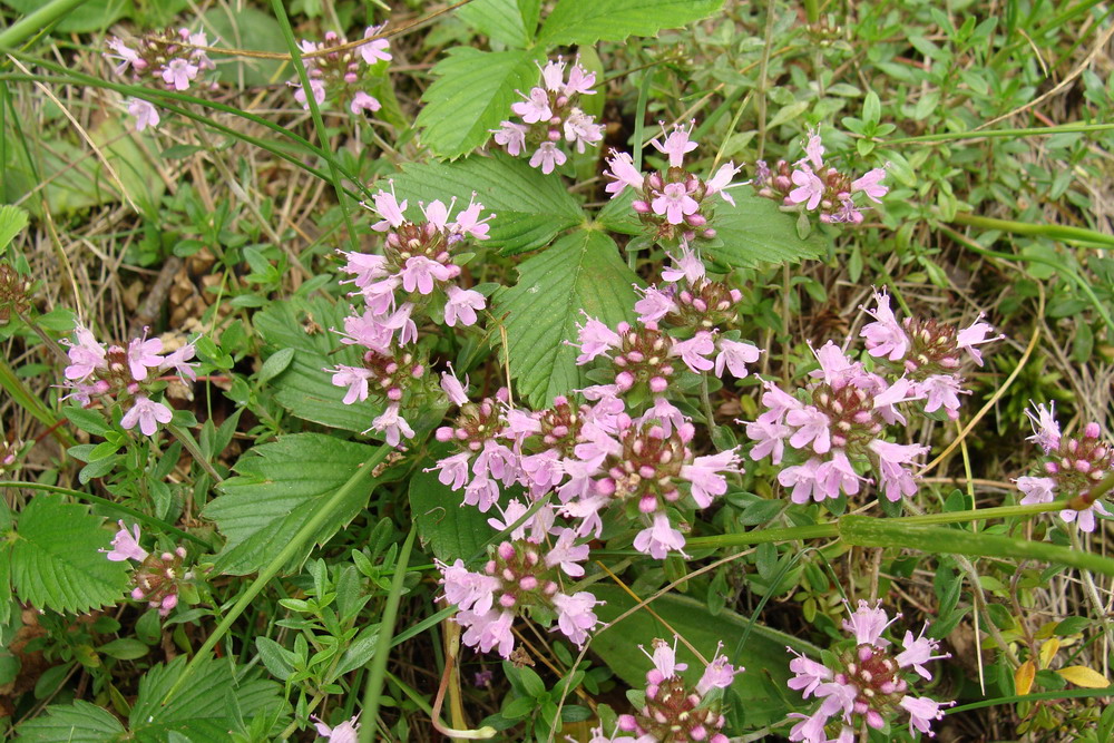 Image of Thymus mongolicus specimen.