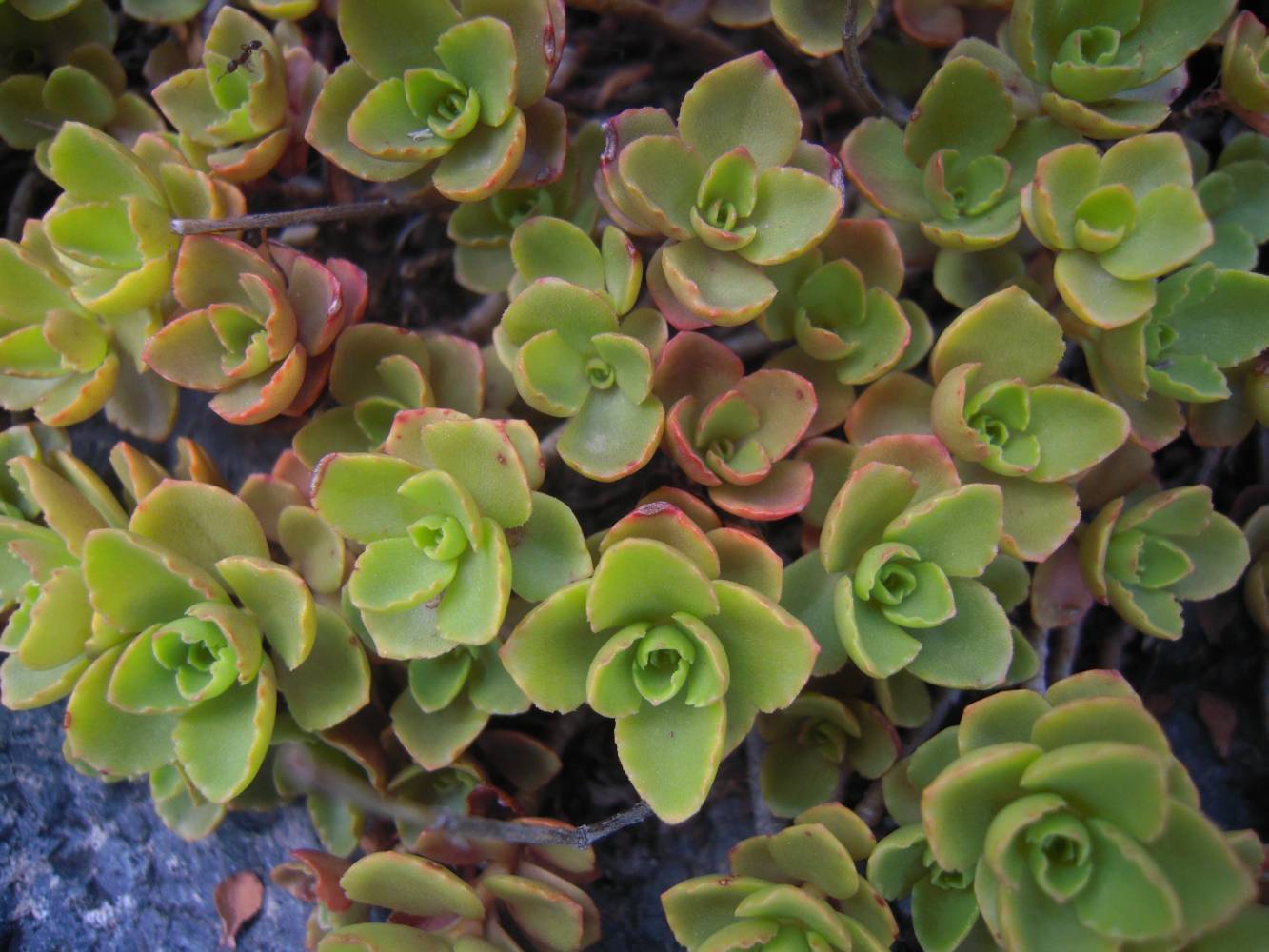 Image of Sedum spurium specimen.