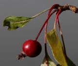 genus Malus