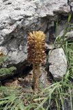 Orobanche gigantea