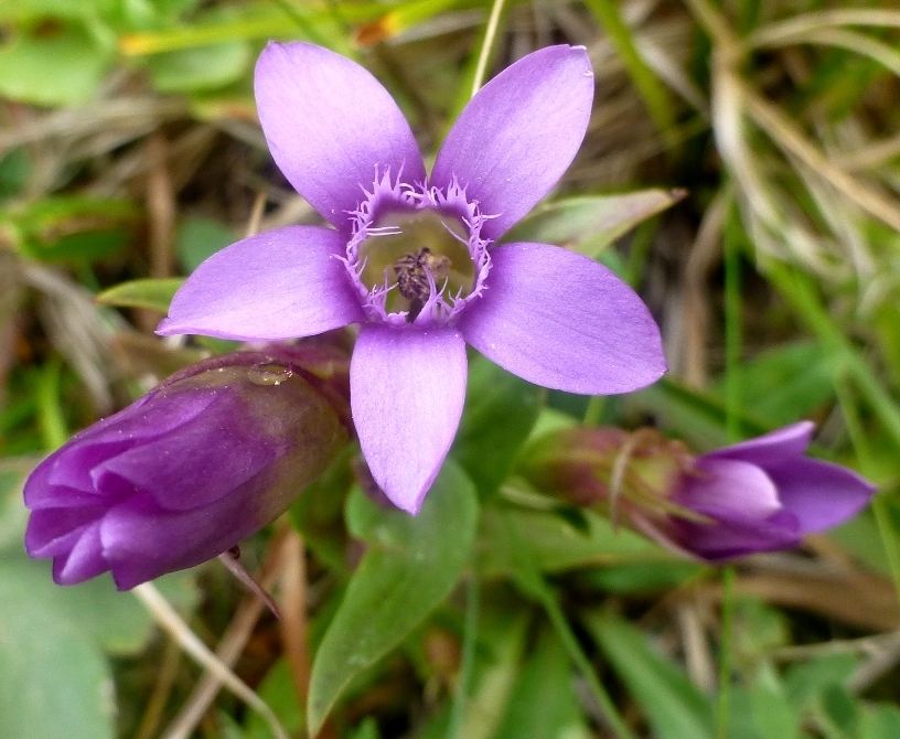 Image of Gentianella caucasea specimen.