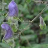 Aconitum stoloniferum