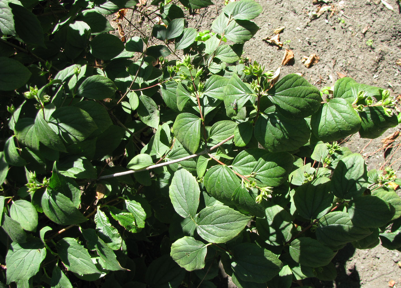 Image of Philadelphus coronarius specimen.