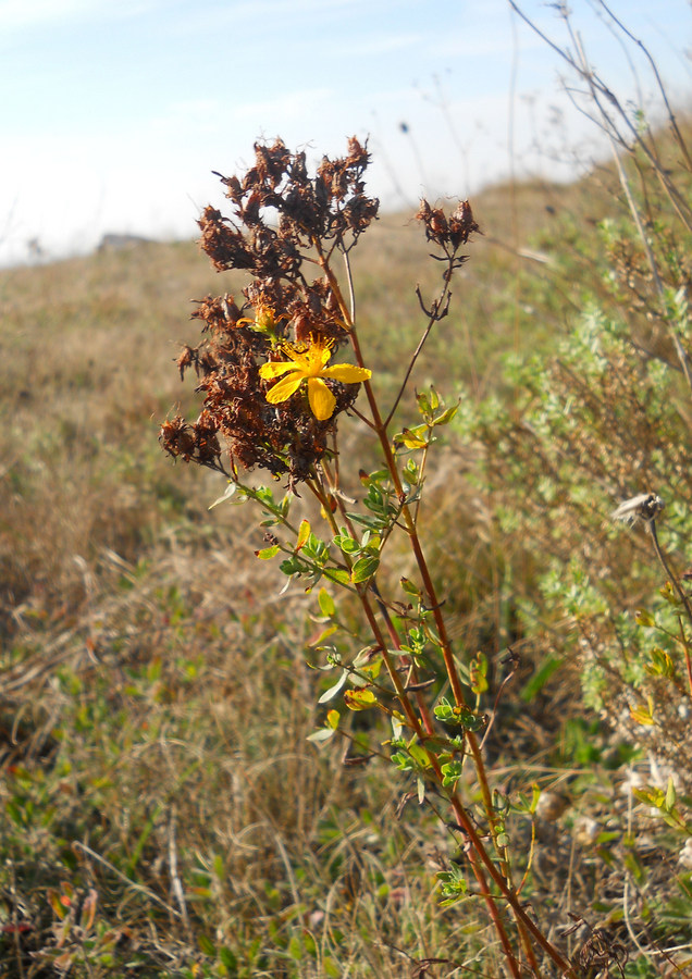 Image of Hypericum perforatum specimen.