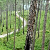 Pinus roxburghii