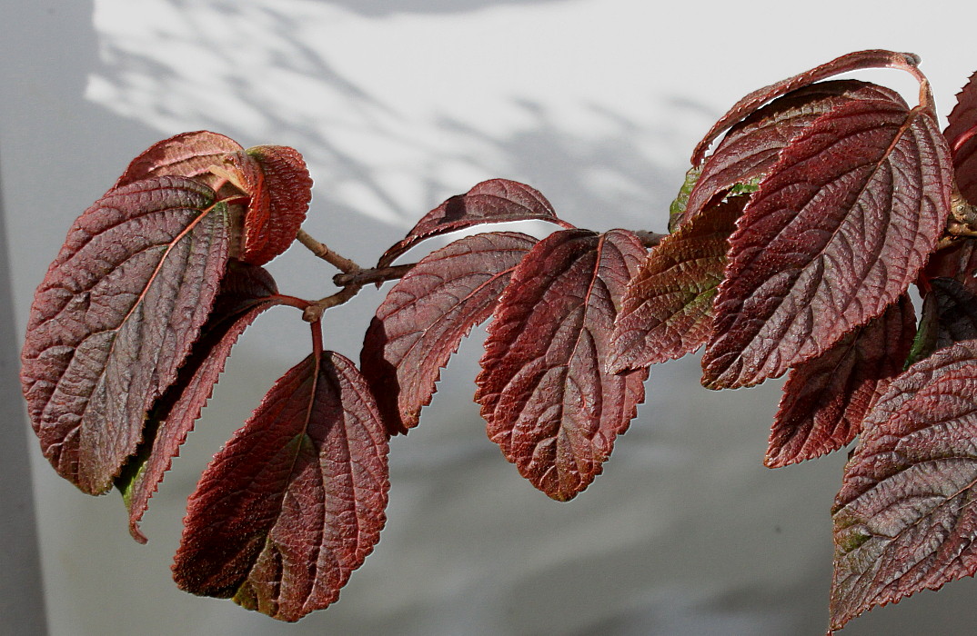 Image of Viburnum plicatum specimen.