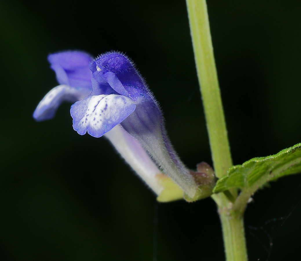 Изображение особи Scutellaria galericulata.