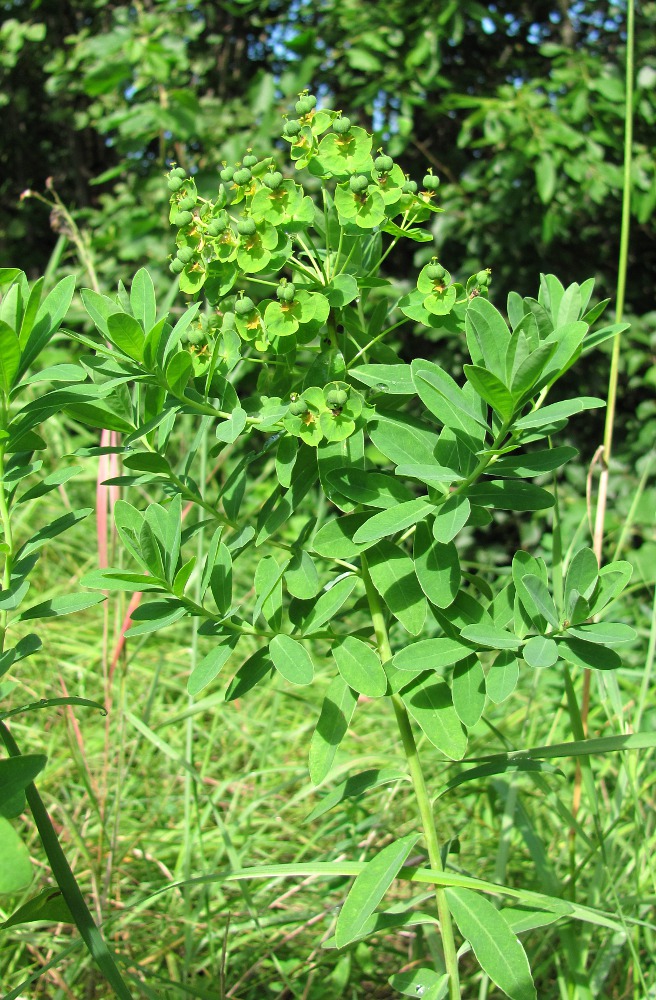Image of Euphorbia borodinii specimen.