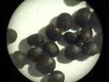 Image of taxon representative. Author is Сергей Соколенко