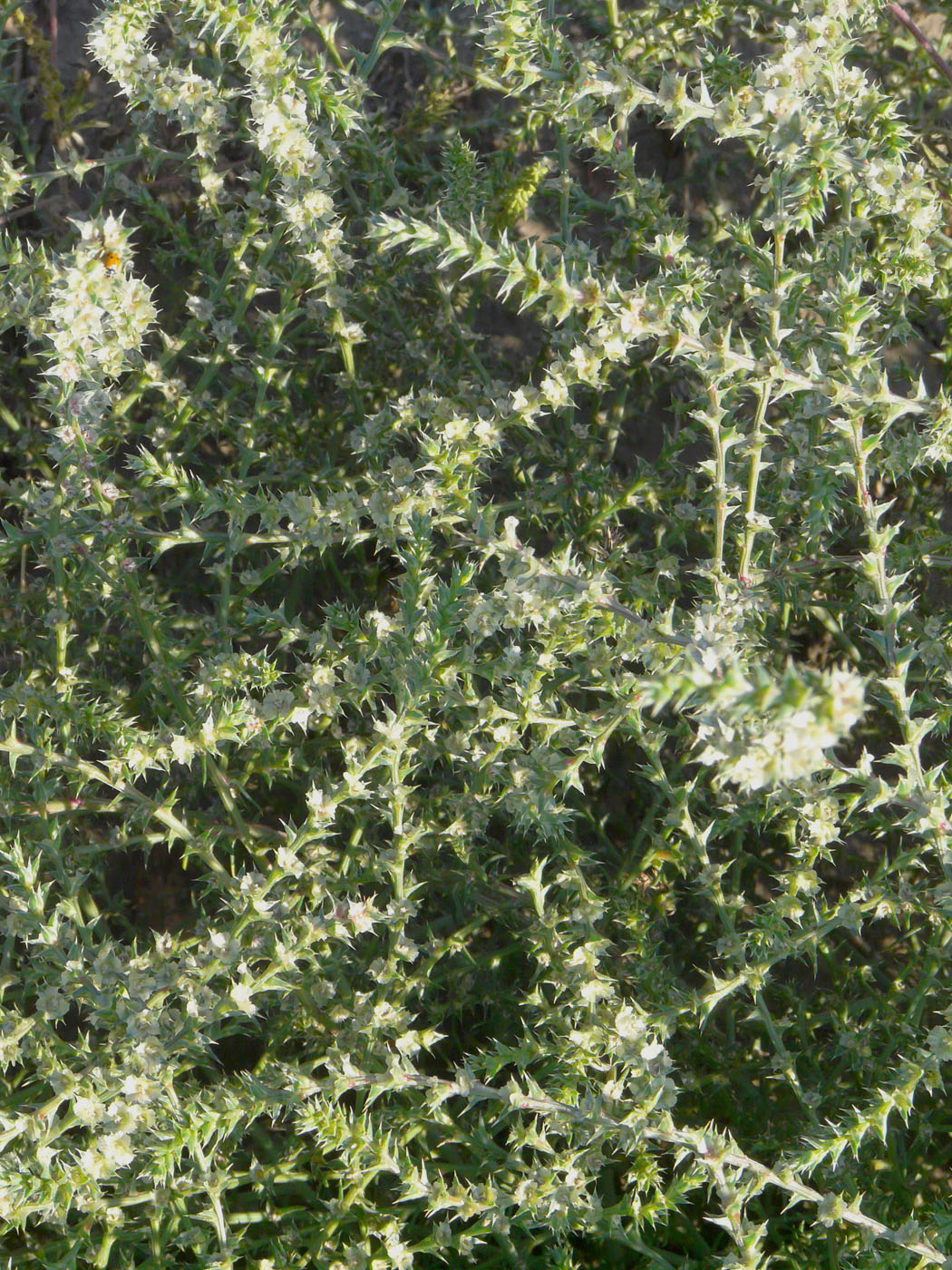 Image of Salsola tragus specimen.