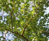 Exochorda racemosa