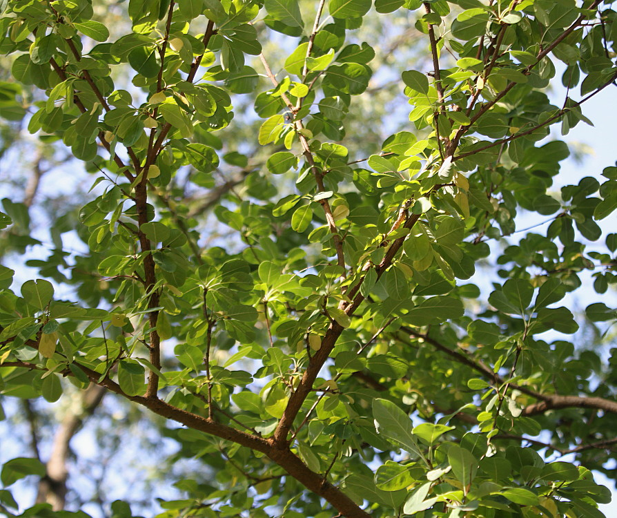 Image of Exochorda racemosa specimen.