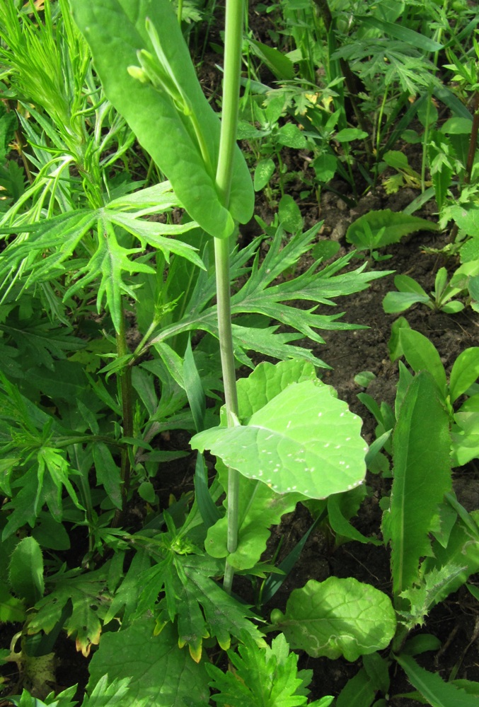 Изображение особи Brassica campestris.