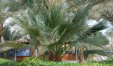 Washingtonia robusta. Вегетирующее растение. Египет, Синай, Шарм-эль-Шейх, в культуре. 19.02.2009.