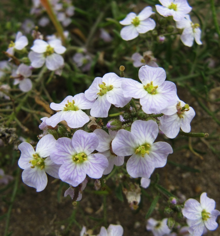 Изображение особи Dontostemon integrifolius.