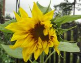 Helianthus annuus. Раскрывающееся соцветие. Республика Бурятия, Баунтовский эвенкийский район, пос. Северный, в культуре. 03.08.2012.