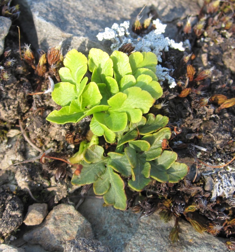 Image of Botrychium multifidum specimen.