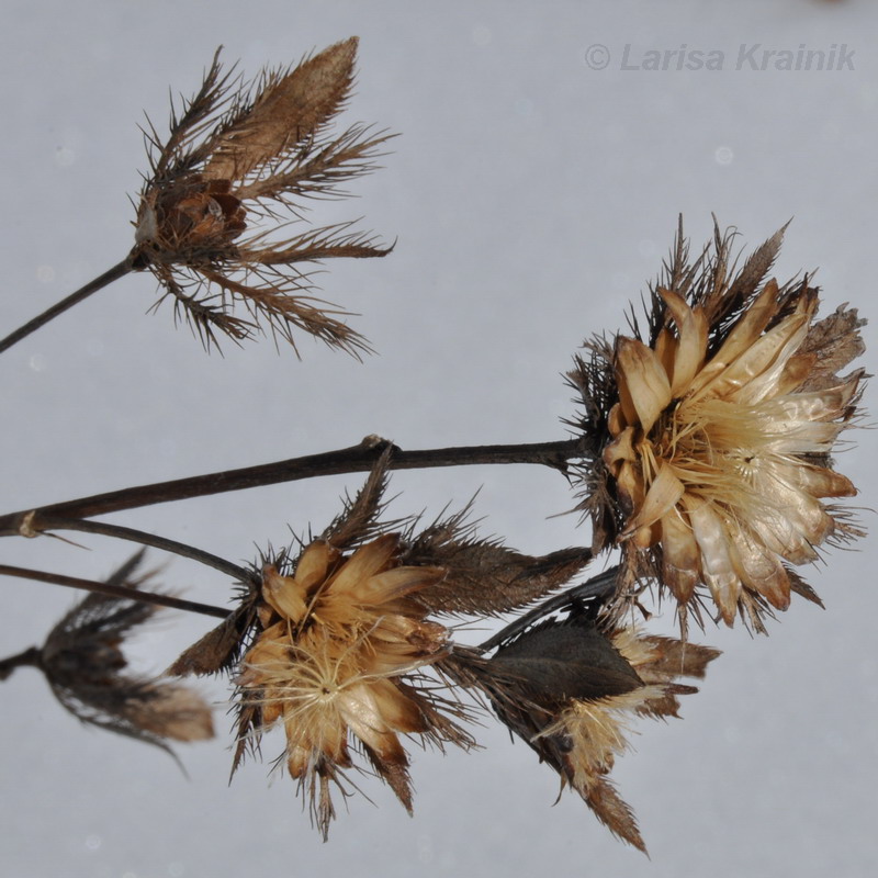 Image of Atractylodes ovata specimen.