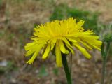 Crepis rhoeadifolia