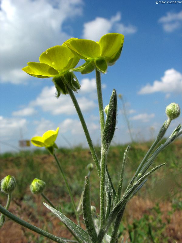 Image of Ranunculus illyricus specimen.