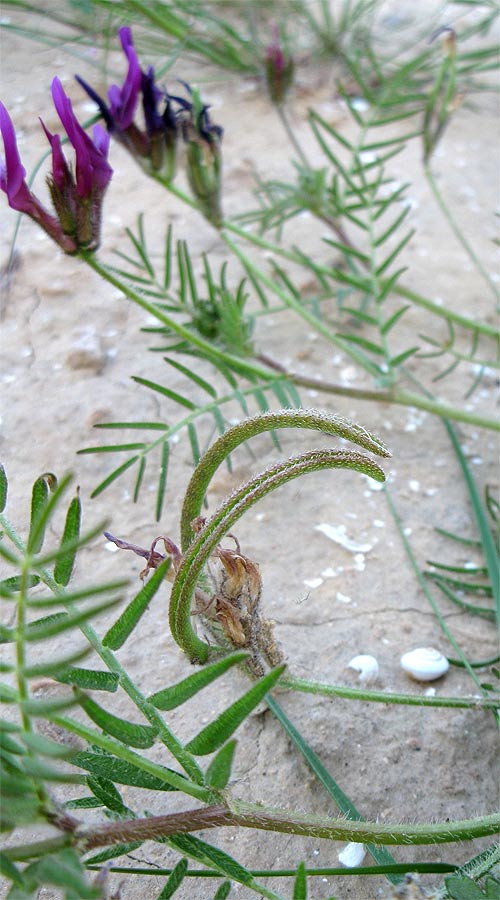 Изображение особи Astragalus callichrous.