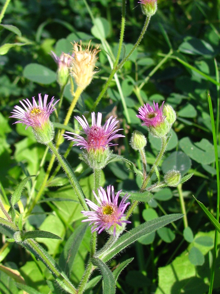 Image of Erigeron podolicus specimen.