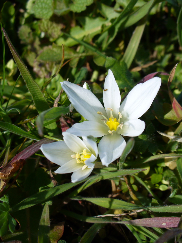 Изображение особи Ornithogalum fimbriatum.