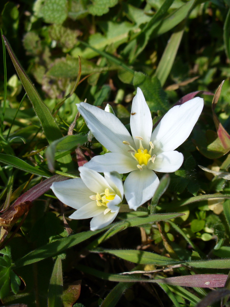 Image of Ornithogalum fimbriatum specimen.