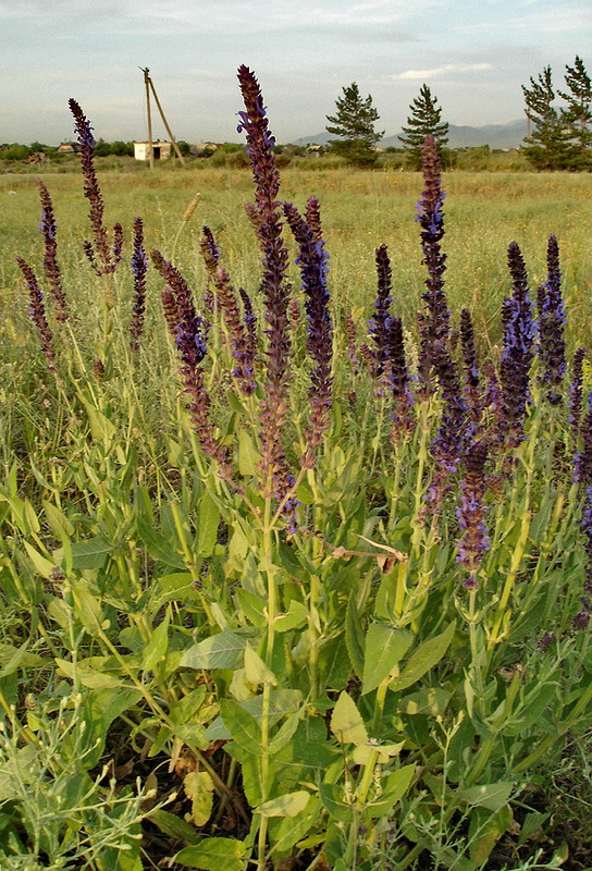 Изображение особи Salvia deserta.