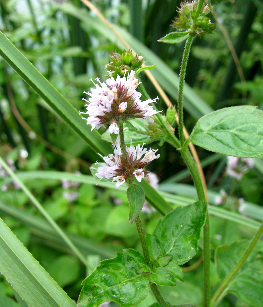 Изображение особи Mentha aquatica.