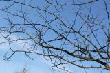 Cercis siliquastrum